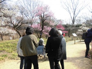180227_梅まつり(聖蹟)