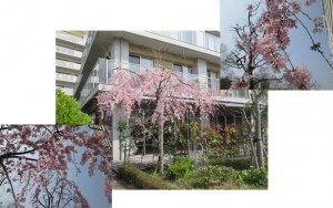 180325_ホームの枝垂桜（西宮浜）