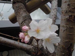 180321_サクラ咲く(弐番館)