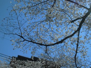 180327_お花見②(弐番館)