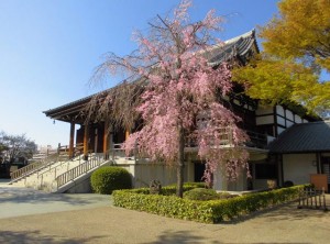 180330_チャームツアー～帝国ホテル&桜ツアー～②