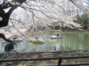 180402_お花見(石神井)
