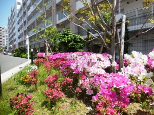 180428_ツツジ（旭ヶ丘）