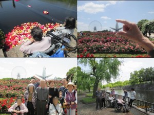180613_万博公園（バラ園）（西宮浜）