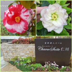 190317_玄関先のお花（チャームスイート仁川）