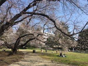 190327_お花見（深沢）