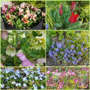190401_中庭の花（チャームスイート仁川）