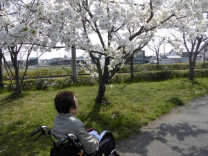 190406_ちょっとそこまで・・・桜鑑賞（チャーム加古川尾上の松）