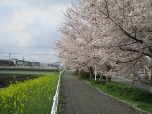 190408_桜花見ドライブ（チャーム京都山科） (2)