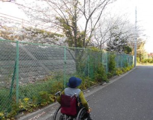190406_お花見（東葛西）