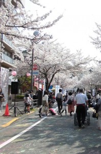 190407_桜まつり（聖蹟桜ヶ丘）