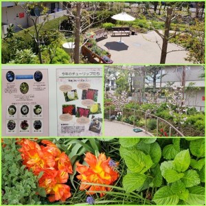 190420_お花だより（チャームスイート仁川）