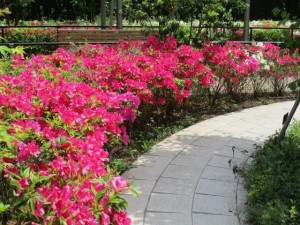 190510_つつじ（石神井公園）