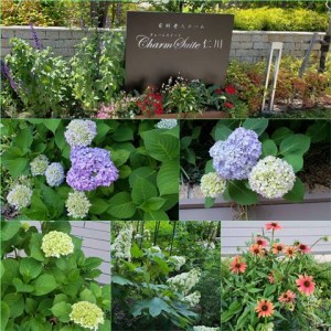 190520_アジサイ微笑む老人ホーム（チャームスイート仁川）
