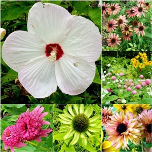 190714_中庭のお花たち（チャームスイート仁川）