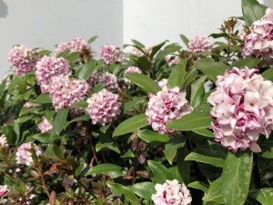 200301_沈丁花の開花(チャームプレミア代々木初台)