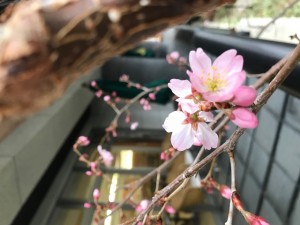 200309_チャーム桜開花宣言！（チャームスイート緑地公園）