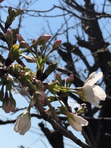 200318_桜開花（チャームプレミア山手町）