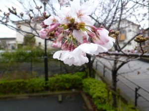 200324_ホームに桜が咲きました（チャーム枚方山之上）