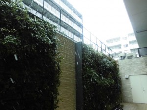 200329_雪景色（チャームスイート新宿戸山）