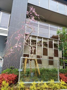 200330_しだれ桜（チャームスイート千里津雲台）