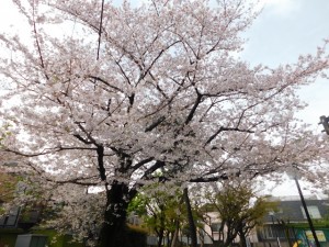 200330_桜のお花見（チャームプレミア目白お留山）