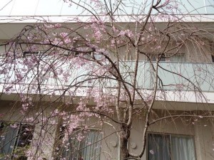 200402_外気浴～桜～パート①（チャーム長岡京）