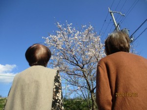 200402_桜（チャーム京都音羽）