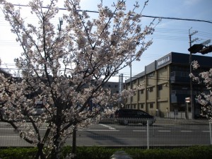 200404_春ですねー（チャームやまとこおりやま）