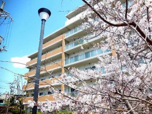 200413_桜（チャームヒルズ豊中旭ヶ丘）