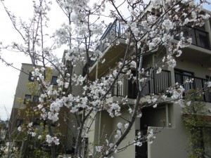 200331_宝塚中山の桜の木（チャームスイート宝塚中山）