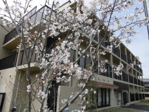 200402_ホームの桜（チャームスイート宝塚中山）