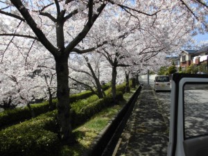 200406_車窓お花見（チャームスイート宝塚中山）